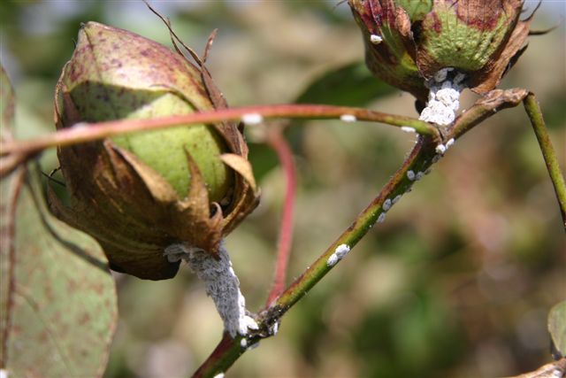 Exotic Mealybug Species A Major New Pest In Cotton The Beatsheet