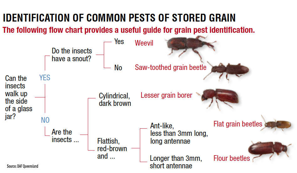 Image result for Identification of common beetle pests of stored grain
