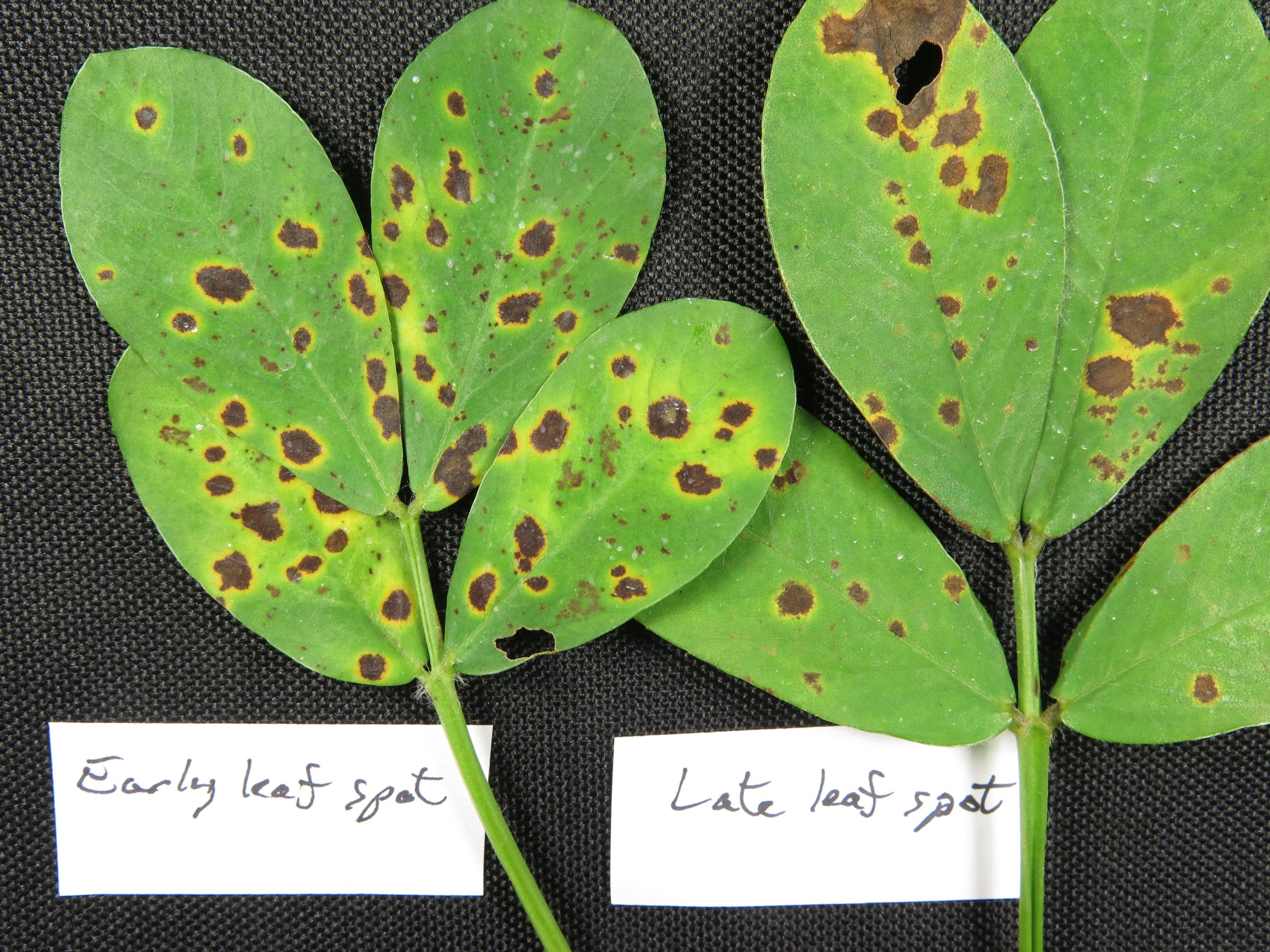 peanut leaves