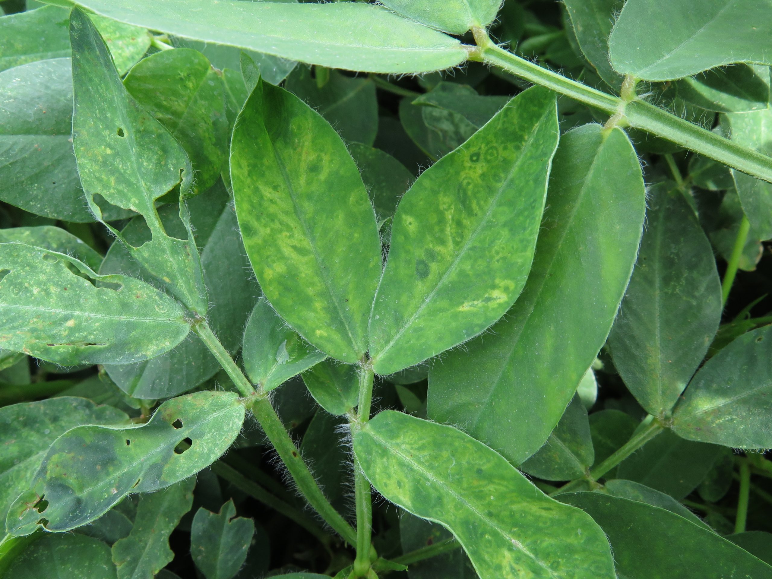 peanut leaves