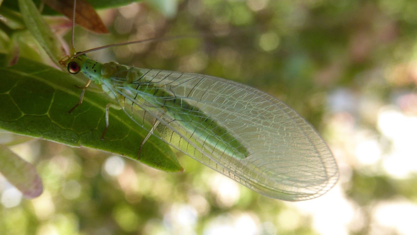 The Green Lacewing - Very effective beneficial insects