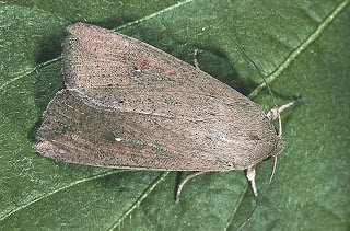 download army worm moths