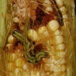 corn earworm