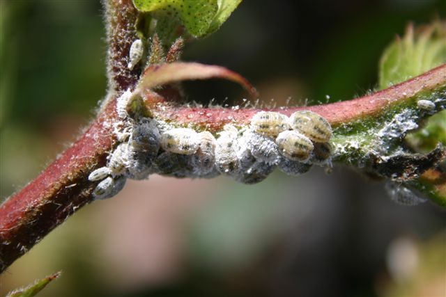 Exotic mealybug species – a major new pest in cotton | The Beatsheet