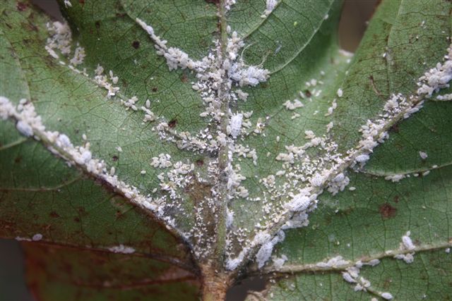 Exotic mealybug species – a major new pest in cotton | The Beatsheet