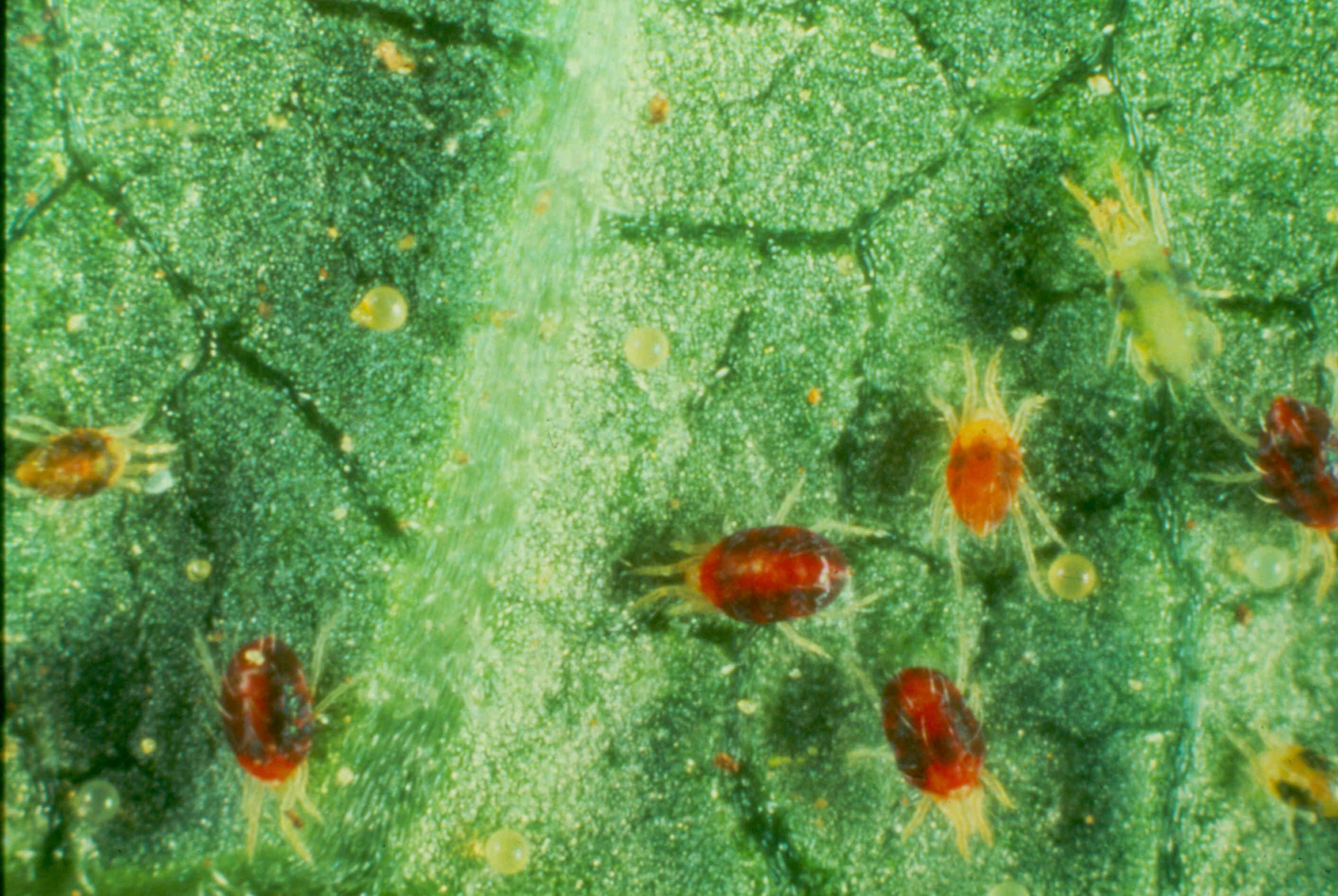 Mites invade mungbeans | The Beatsheet