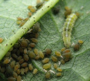 Hoverfly larva feeding on cotton aphid. This predator will feed on cowpea aphid too.