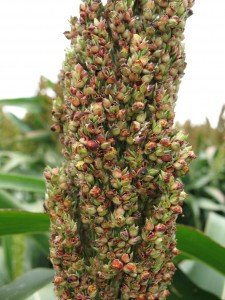 Developing sorghum head showing signs of RGB damage; undeveloped seed, and spotting on developing seed.