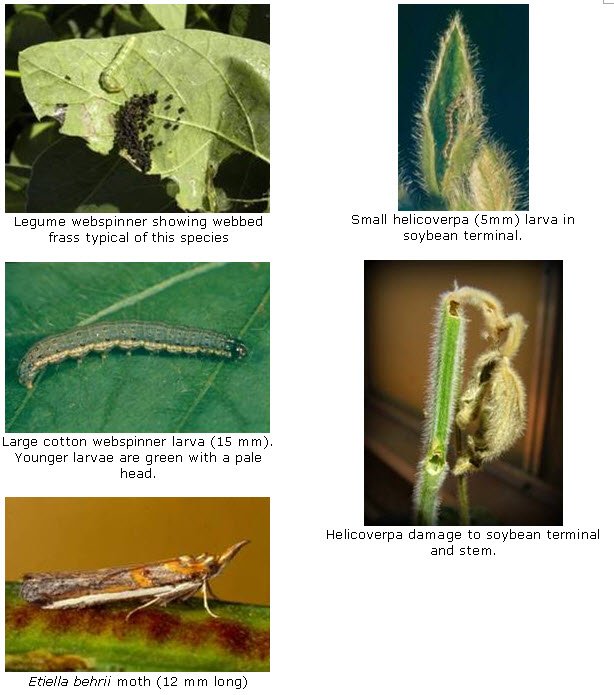 Etiella and other caterpillar species that will cause damage to soybeans similar to that being seen in association with Etiella.