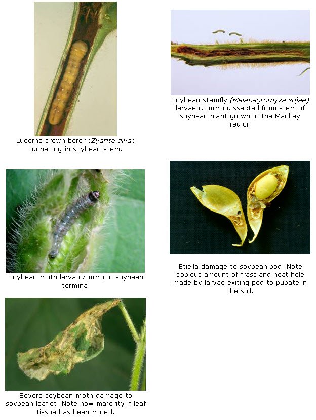 Caterpillar pests and damage to soybeans.