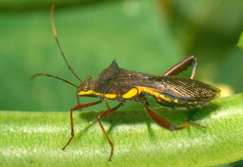 Large brown bean bug (<em>Riptortus serripes</em>) female (17 mm)