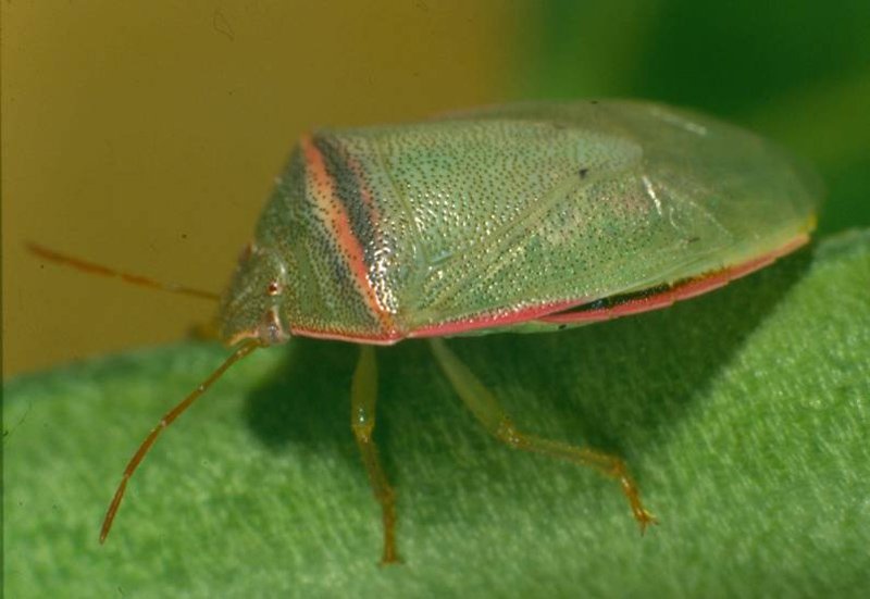 Redbanded shield bug (<em>Piezodorus oceanicus</em>) - typical female colouration with pink transverse band and pink perimeter band (10 mm)