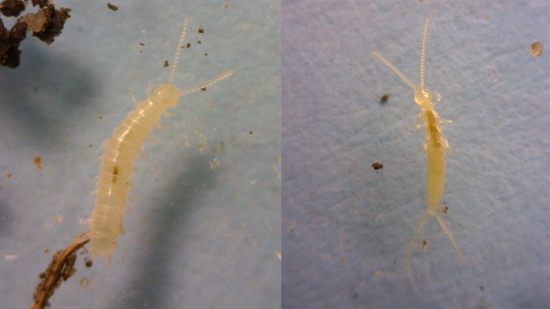 A symphylan (left) is very similar in appearance to a dipluran (right)