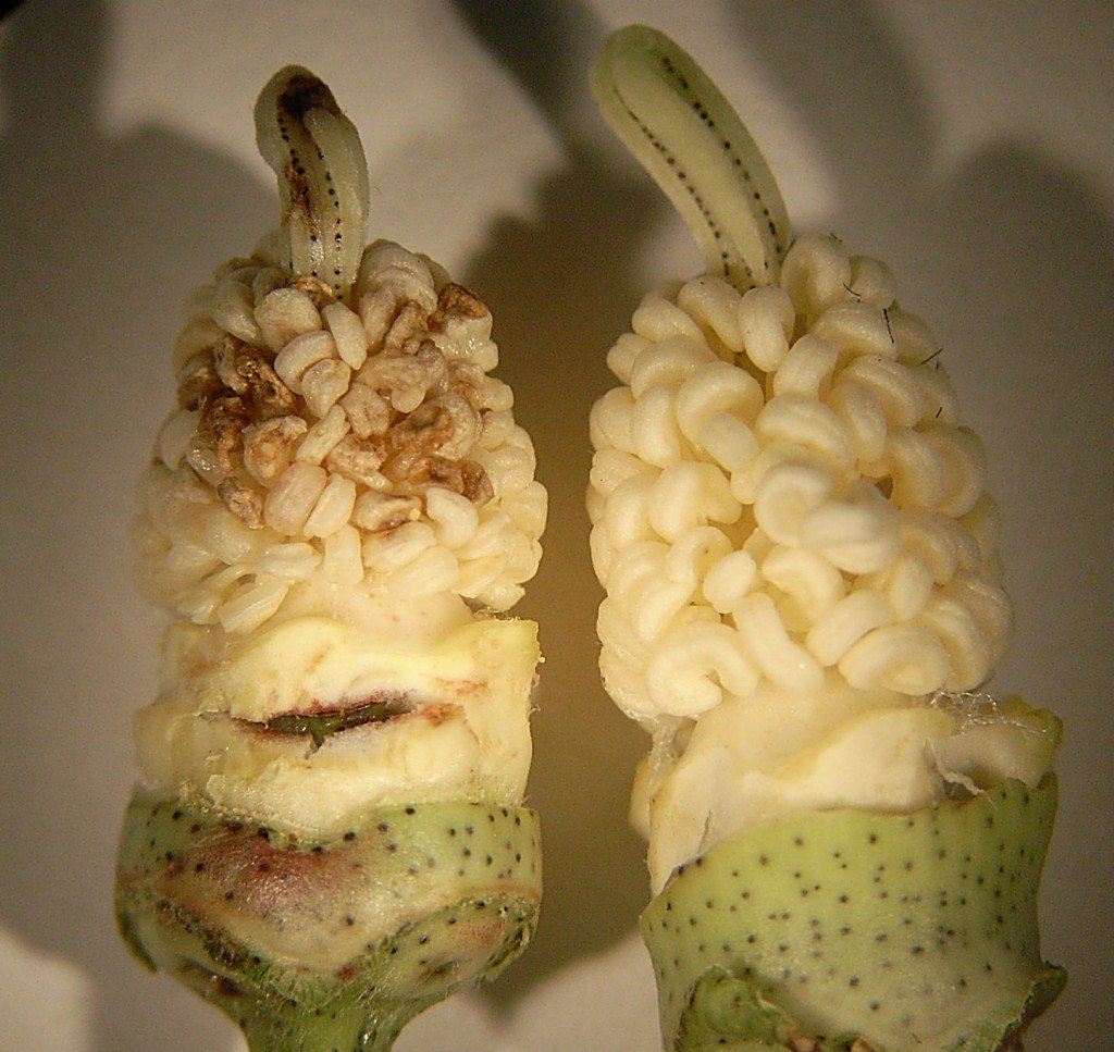 Figure 2. Anthers damaged by mirid feeding (left) and undamaged anthers (right).