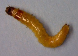 Wireworm larvae (20mm)
