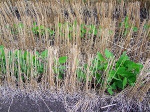 Soybeans sown into wheat stubble suffered significantly less from etiella damage 