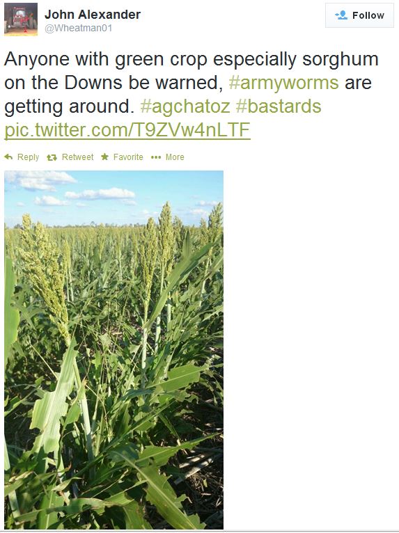 Recent tweet from the Downs showing extent of defoliation to late sorghum.