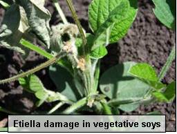 etiella_vegetative soy