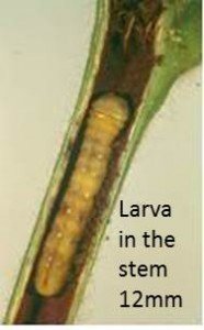 larva in stem1