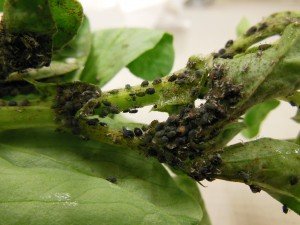 Cowpea aphid infestation in terminal of faba bean plant.