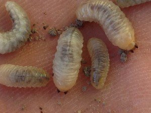 White-fringe weevil larvae (10 mm) found under fieldpea crop in Bundaberg
