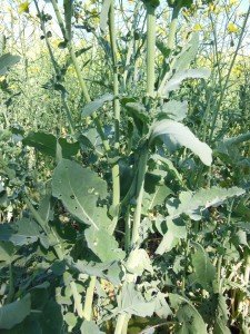 Canola showing signs of leaf-feeding caterpillar activity.