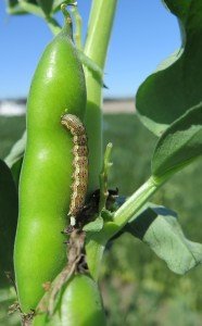 Late instar larva feeding on faba bean pod.