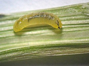 Agromyzid larva. Hugh Brier. QDAFF.