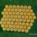 Insect Egg Identification Chart