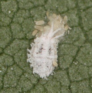 Solenopsis mealybug by Zara Hall