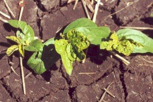 Seedling thrips damage to tri-foliate leaves in spring mungbean