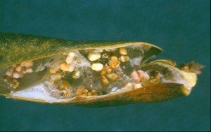 Etiella damaged mungbean pod with frass inside 
