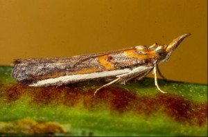 Etiella moth - 12 mm long