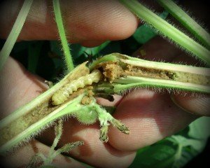 Lucerne crown borer in early planted soybean at Bundaberg. Image by Simon Andreolli