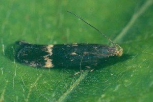 Soybean moth adult