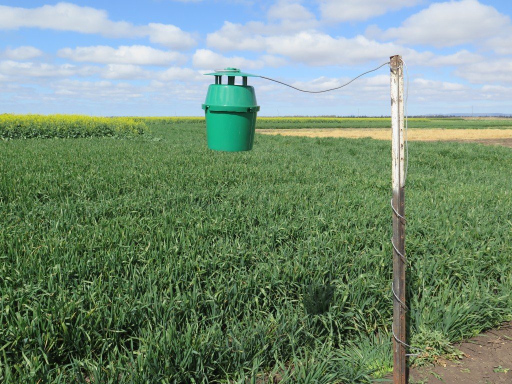 Pheromone traps The Beatsheet