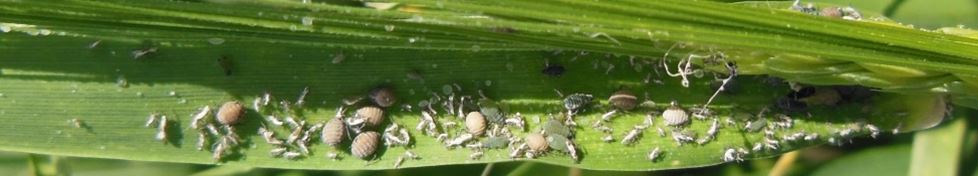 Aphid population in decline. Dominated by adults and mummies with few young.