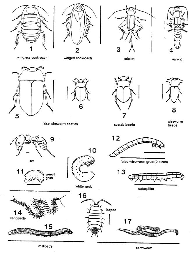 Soil on sale bugs identification