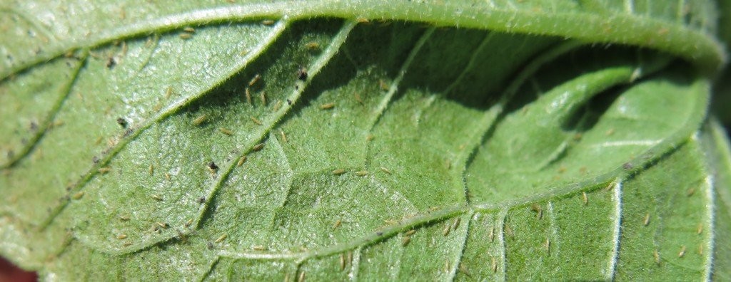 Population of thrips on the underside of a sunflower leaf.