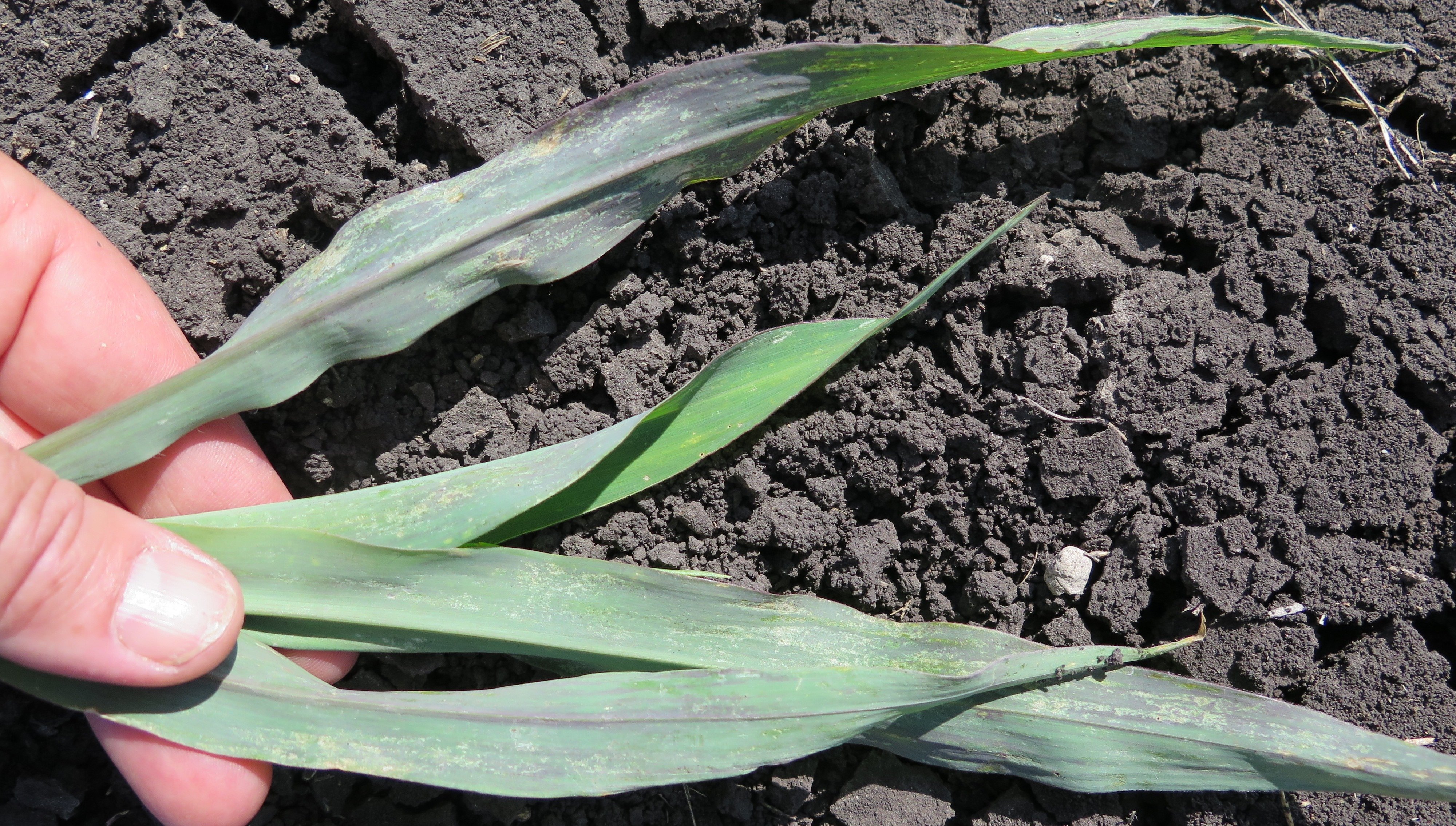 IMG_1391-maize seedling_thrip damage