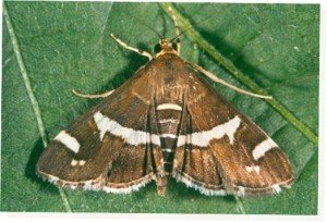 Beet webworm moth
