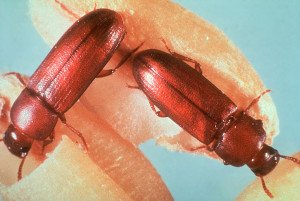 Rust red flour beetle