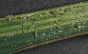 Russian wheat aphid (Diuraphis noxia)