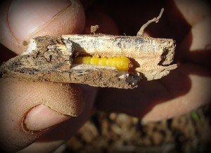 Lucerne crown borer larva exposed in soybean tap root stubble (Natalie Moore NSW DPI)