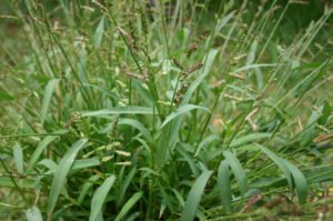 beatsheet_sep16_widderick_barnyard-grass-1