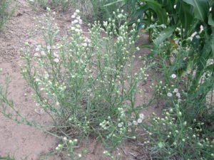 beatsheet_sep16_widderick_dscn1243_fleabane