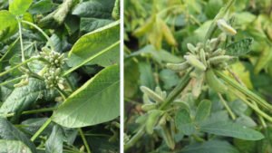 tiny, sterile soybean pods