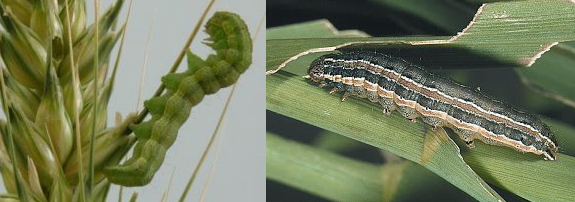 Corn earworm (left) and common armyworm (right)