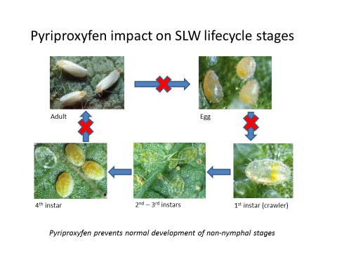 pyriproxyfen prevents normal development of non-nymphal life stages (4th instar to adult, adult to egg, and egg to 1st instar)