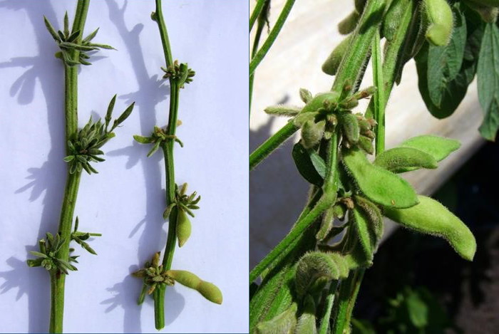 Images 5 and 6. Phytoplasma symptoms seen in soybeans 2016. Note the small deformed pods and the greenness of what should have been harvest ready (brown) pods. Photos by Hugh Brier